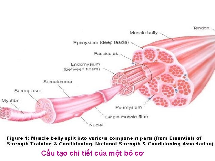 Cấu tạo chi tiết của một bó cơ 