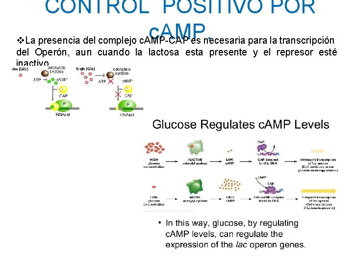 CONTROL POSITIVO POR c. AMP. v. La presencia del complejo c. AMP-CAP es necesaria