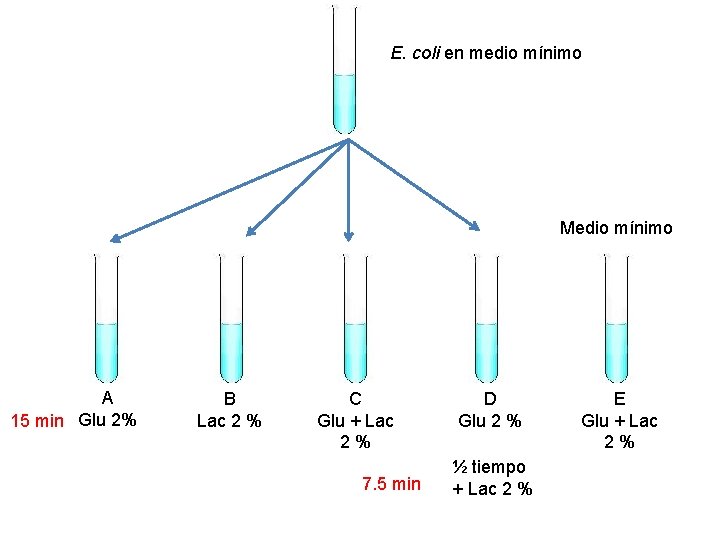 E. coli en medio mínimo Medio mínimo A 15 min Glu 2% B Lac