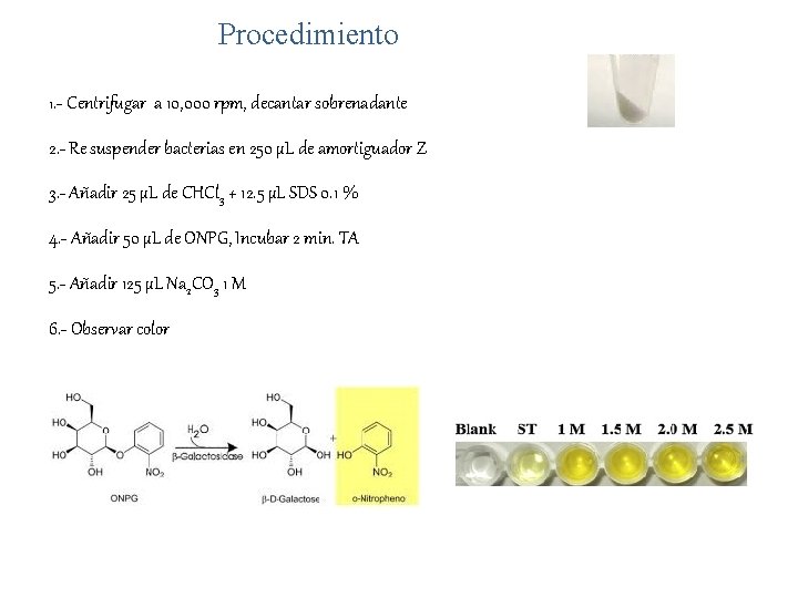 Procedimiento 1. - Centrifugar a 10, 000 rpm, decantar sobrenadante 2. - Re suspender