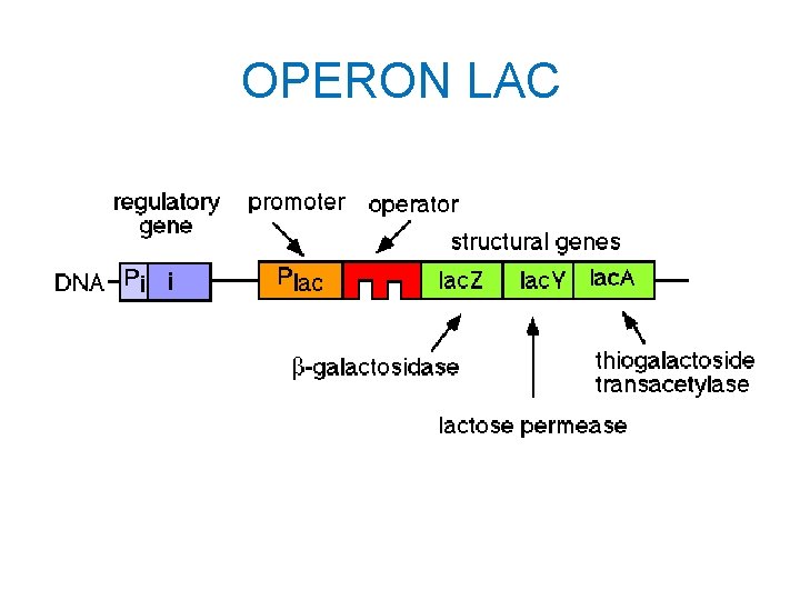 OPERON LAC 