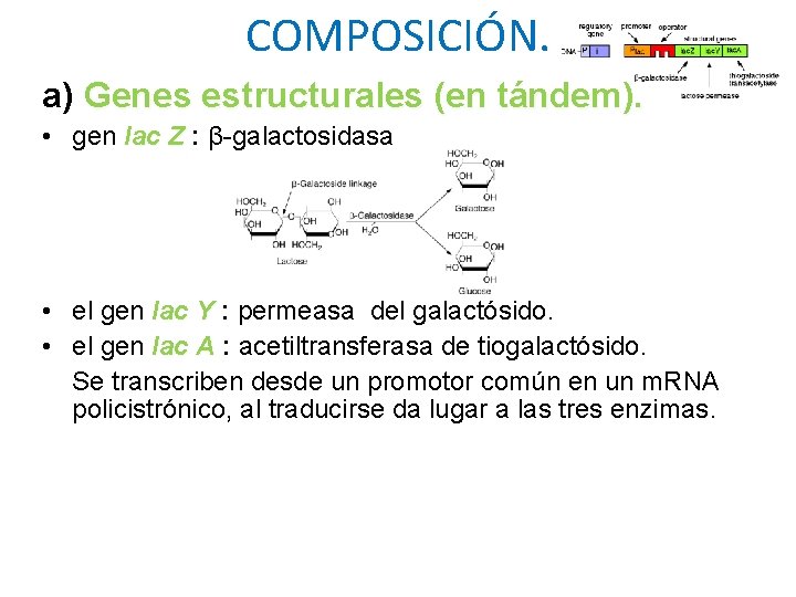 COMPOSICIÓN. a) Genes estructurales (en tándem). • gen lac Z : β-galactosidasa • el