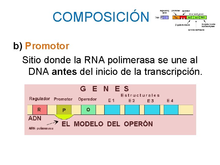 COMPOSICIÓN b) Promotor Sitio donde la RNA polimerasa se une al DNA antes del