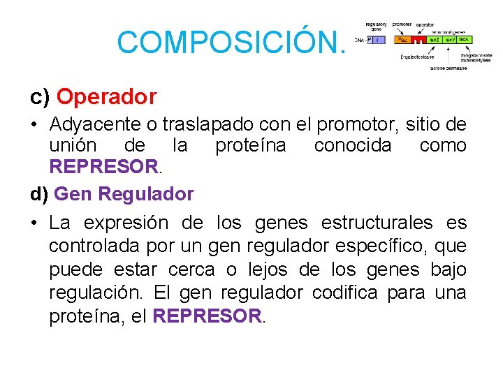 COMPOSICIÓN. c) Operador • Adyacente o traslapado con el promotor, sitio de unión de