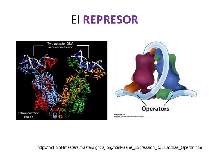 El REPRESOR http: //mol-biol 4 masters. grkraj. org/html/Gene_Expression_I 5 A-Lactose_Operon. htm 