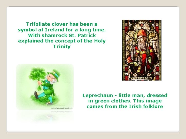 Trifoliate clover has been a symbol of Ireland for a long time. With shamrock