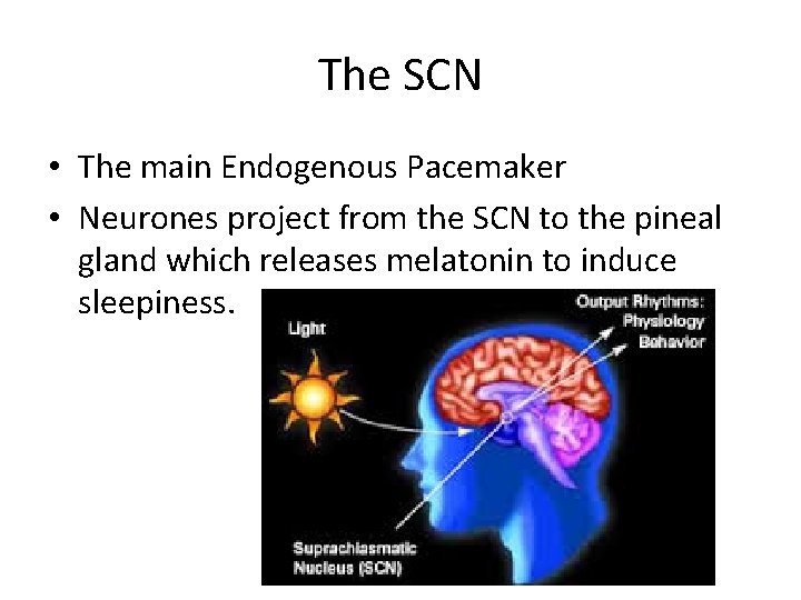 The SCN • The main Endogenous Pacemaker • Neurones project from the SCN to