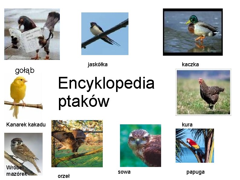 gołąb jaskółka kaczka Encyklopedia ptaków Kanarek kakadu Wróbel mazórek kura orzeł sowa papuga 