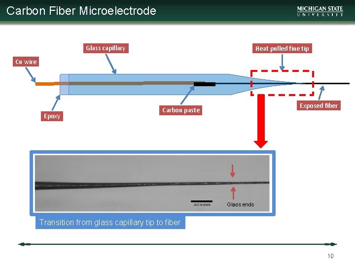 Carbon Fiber Microelectrode Glass capillary Heat pulled fine tip Cu wire Epoxy Exposed fiber