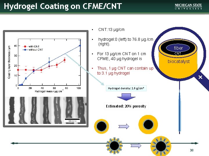 Hydrogel Coating on CFME/CNT • CNT: 13 µg/cm • hydrogel: 0 (left) to 76.