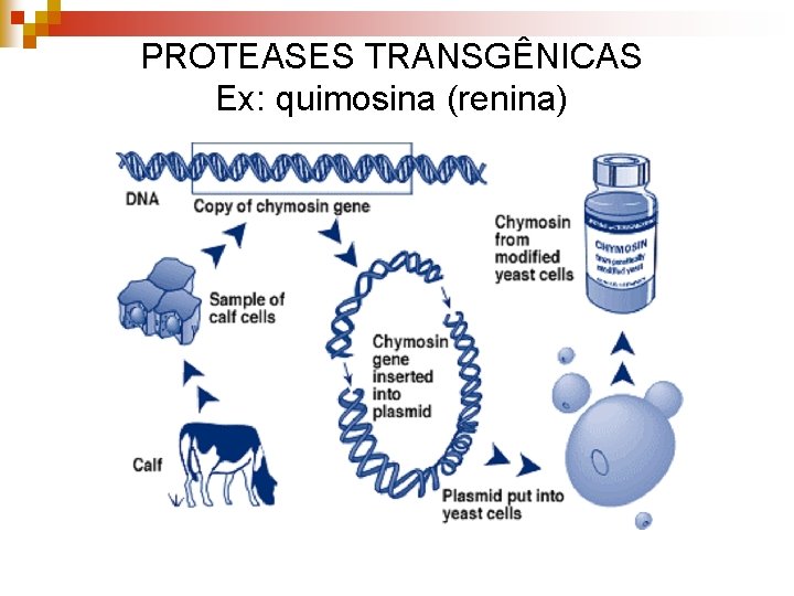 PROTEASES TRANSGÊNICAS Ex: quimosina (renina) 
