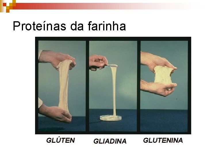 Proteínas da farinha GLÚTEN GLIADINA GLUTENINA 