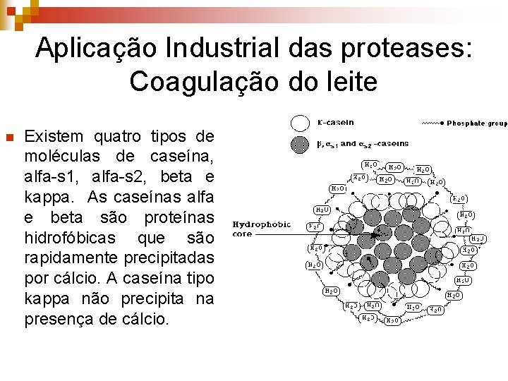 Aplicação Industrial das proteases: Coagulação do leite n Existem quatro tipos de moléculas de