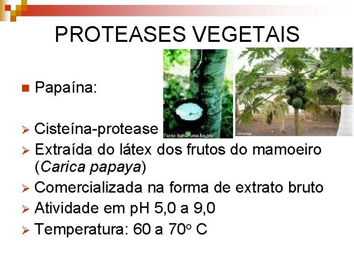 PROTEASES VEGETAIS n Papaína: Cisteína-protease Ø Extraída do látex dos frutos do mamoeiro (Carica