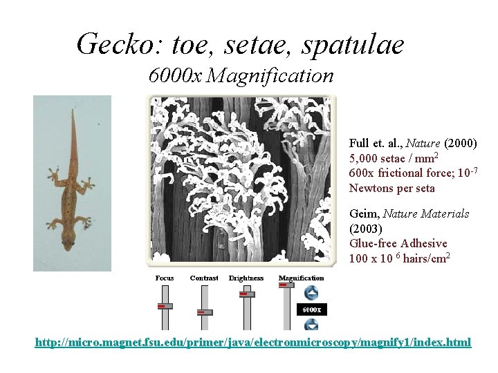 Gecko: toe, setae, spatulae 6000 x Magnification Full et. al. , Nature (2000) 5,