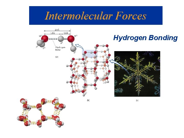Intermolecular Forces Hydrogen Bonding 