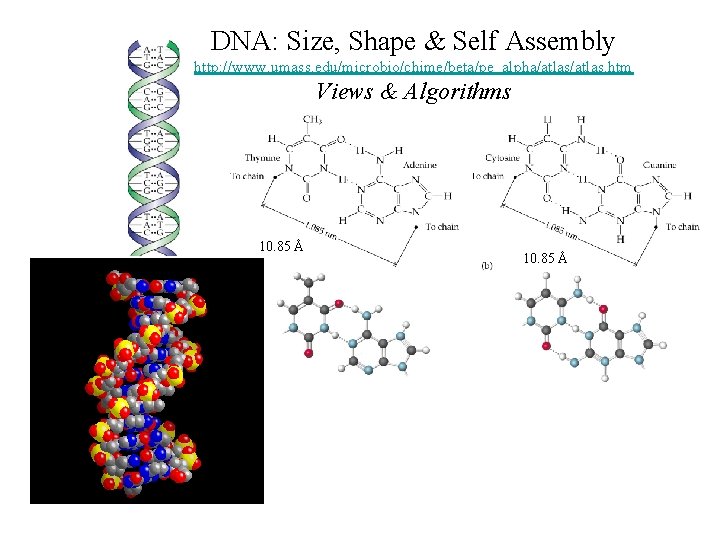 DNA: Size, Shape & Self Assembly http: //www. umass. edu/microbio/chime/beta/pe_alpha/atlas. htm Views & Algorithms