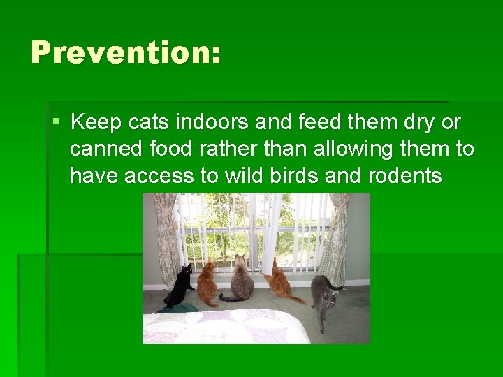 Prevention: § Keep cats indoors and feed them dry or canned food rather than