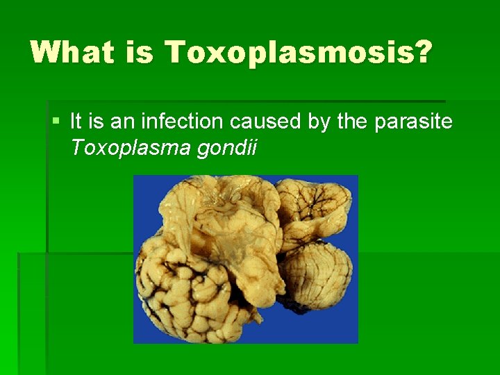 What is Toxoplasmosis? § It is an infection caused by the parasite Toxoplasma gondii