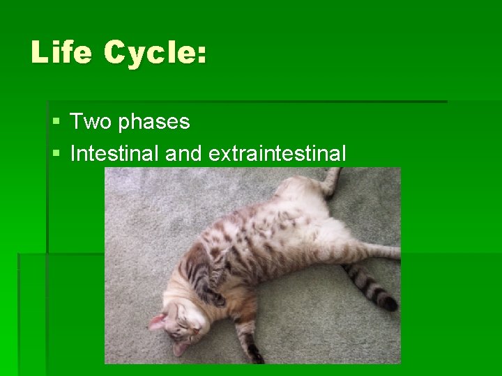 Life Cycle: § Two phases § Intestinal and extraintestinal 