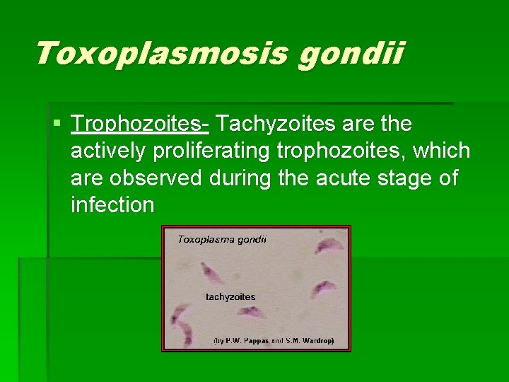 toxoplazma trophozoite