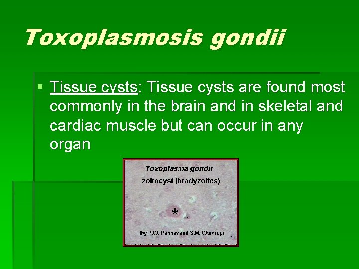 Toxoplasmosis gondii § Tissue cysts: Tissue cysts are found most commonly in the brain