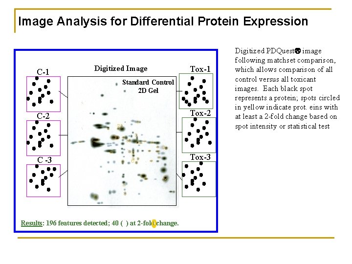 Image Analysis for Differential Protein Expression C-1 Digitized Image Tox-1 Standard Control 2 D
