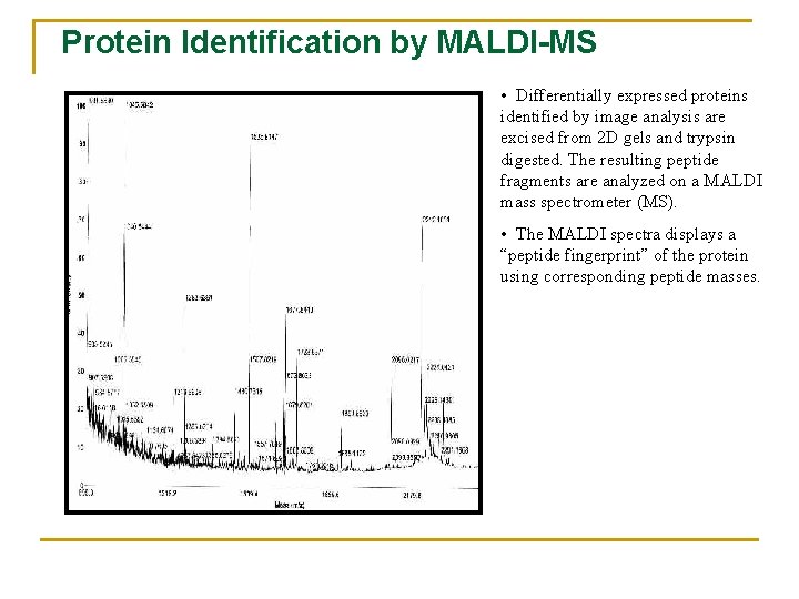 Protein Identification by MALDI-MS • Differentially expressed proteins identified by image analysis are excised