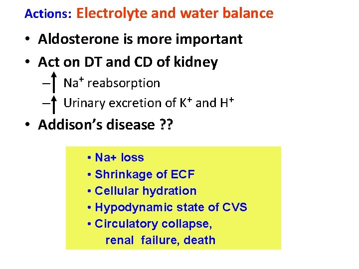 Actions: Electrolyte and water balance • Aldosterone is more important • Act on DT