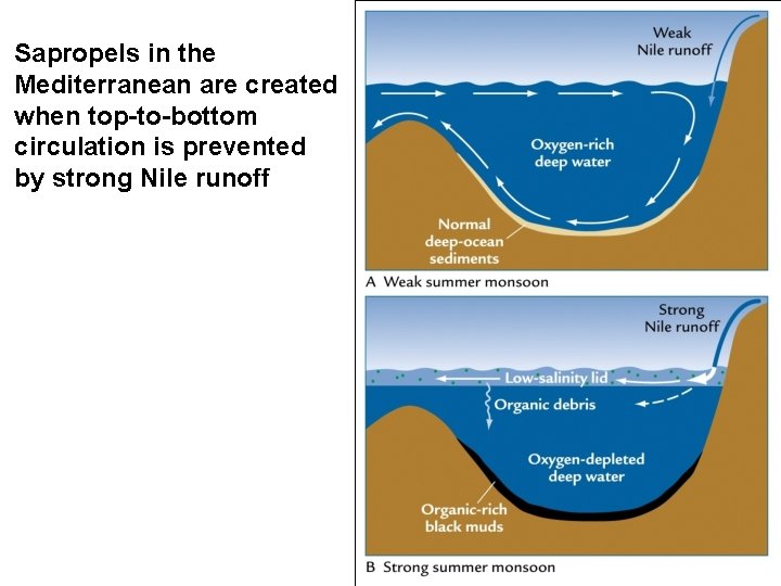 Sapropels in the Mediterranean are created when top-to-bottom circulation is prevented by strong Nile