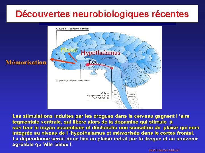 Découvertes neurobiologiques récentes Découvertes neurobiologiques récentes