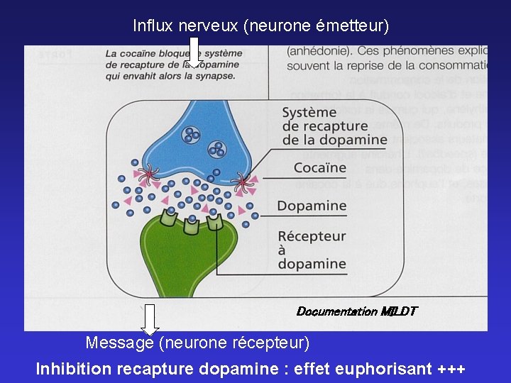 Influx nerveux (neurone émetteur) Documentation MILDT Message (neurone récepteur) Inhibition recapture dopamine : effet Influx nerveux (neurone émetteur) Documentation MILDT Message (neurone récepteur) Inhibition recapture dopamine : effet