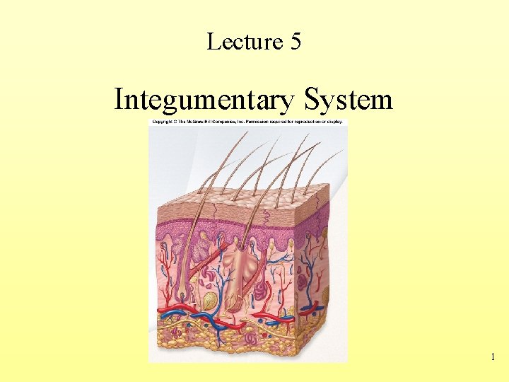 Lecture 5 Integumentary System 1 