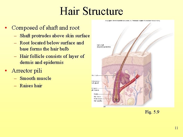 Hair Structure • Composed of shaft and root – Shaft protrudes above skin surface