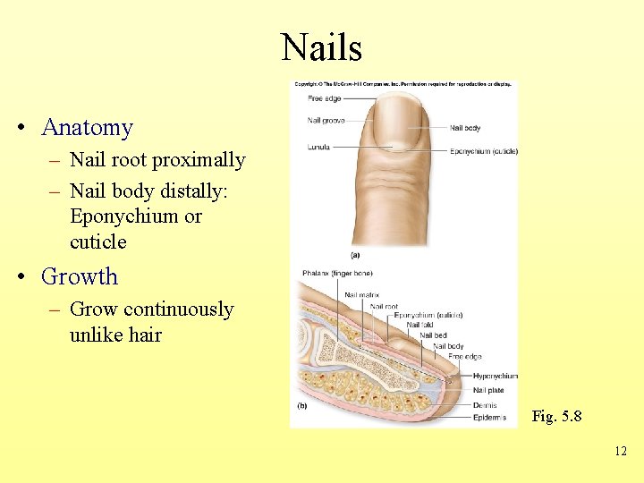 Nails • Anatomy – Nail root proximally – Nail body distally: Eponychium or cuticle