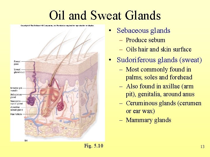 Oil and Sweat Glands • Sebaceous glands – Produce sebum – Oils hair and