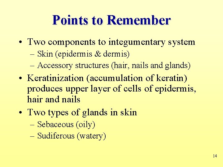 Points to Remember • Two components to integumentary system – Skin (epidermis & dermis)
