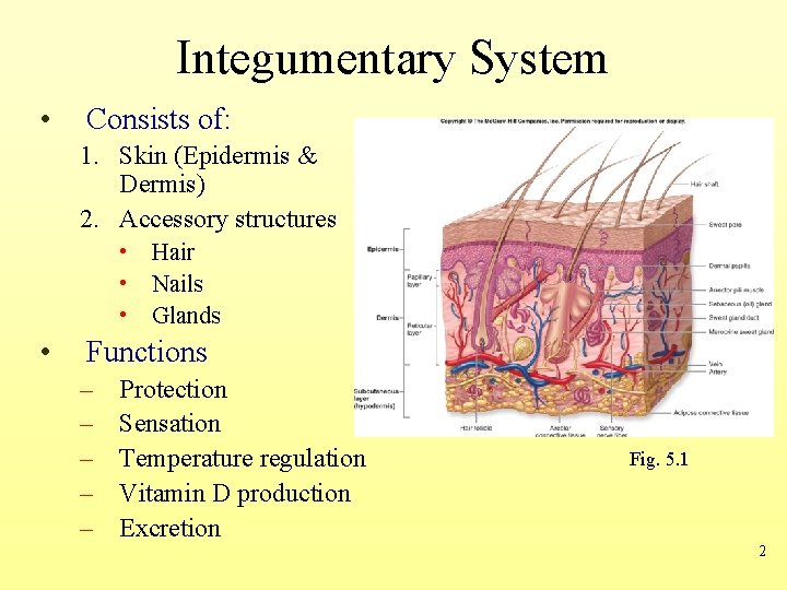 Integumentary System • Consists of: 1. Skin (Epidermis & Dermis) 2. Accessory structures •