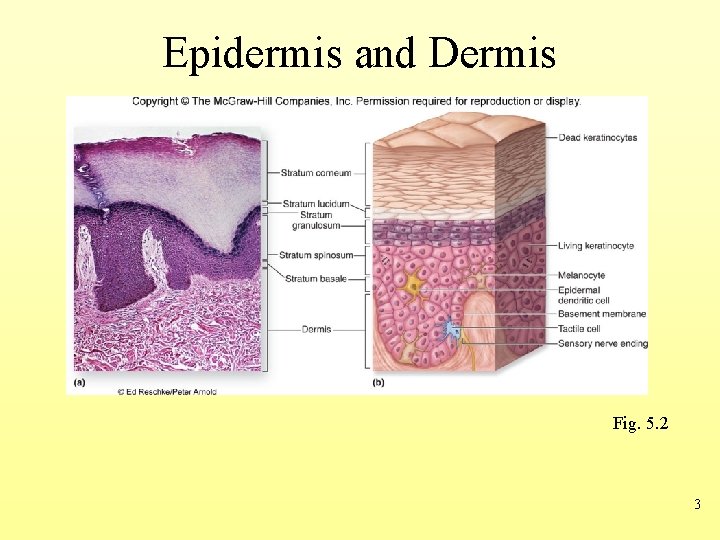 Epidermis and Dermis Fig. 5. 2 3 