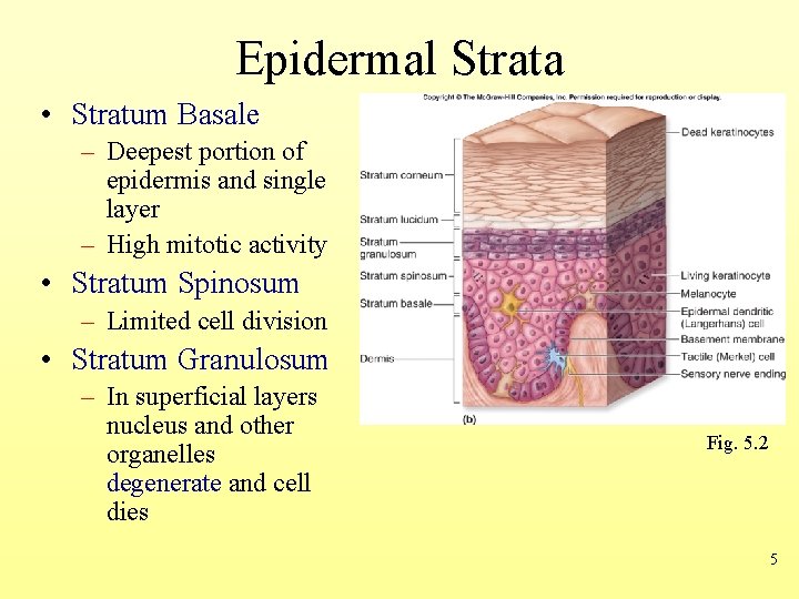 Epidermal Strata • Stratum Basale – Deepest portion of epidermis and single layer –