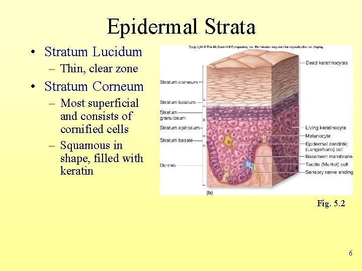 Epidermal Strata • Stratum Lucidum – Thin, clear zone • Stratum Corneum – Most