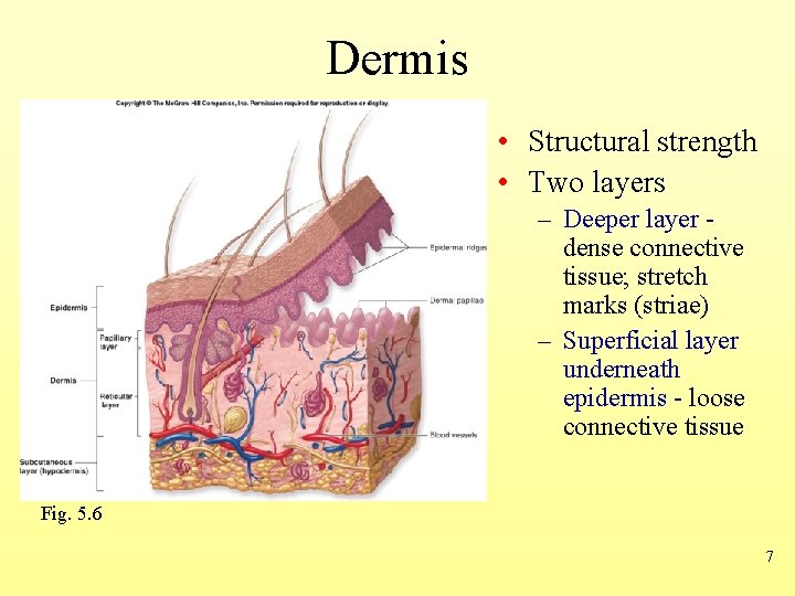 Dermis • Structural strength • Two layers – Deeper layer dense connective tissue; stretch