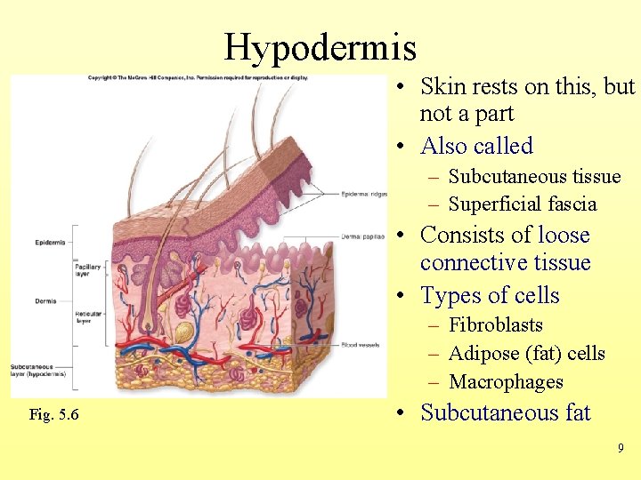 Hypodermis • Skin rests on this, but not a part • Also called –