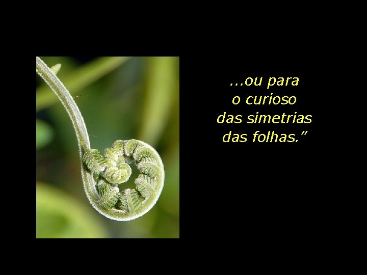 . . . ou para o curioso das simetrias das folhas. ” 