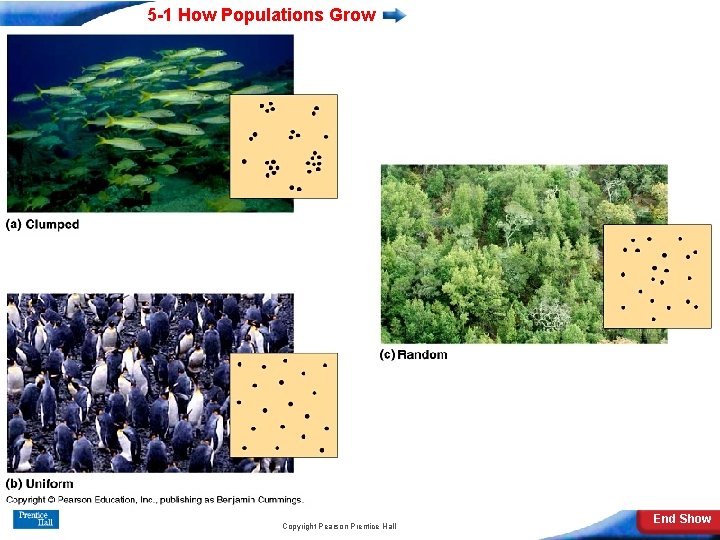 5 -1 How Populations Grow Slide 10 of 22 Copyright Pearson Prentice Hall End