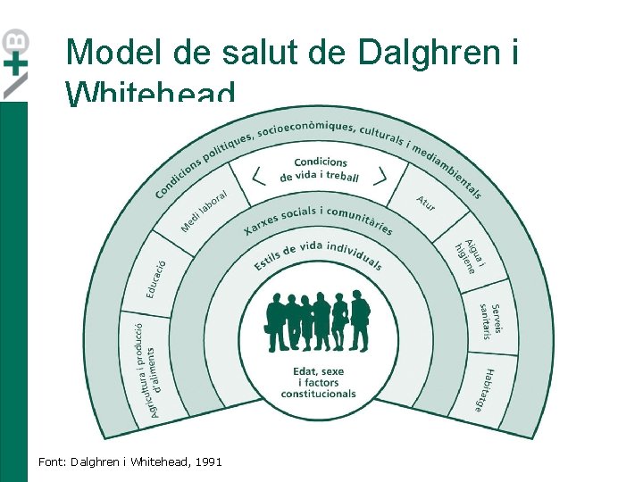 Model de salut de Dalghren i Whitehead Font: Dalghren i Whitehead, 1991 Model de salut de Dalghren i Whitehead Font: Dalghren i Whitehead, 1991