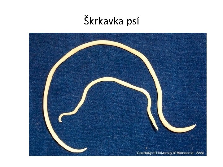 Škrkavka psí Škrkavka psí