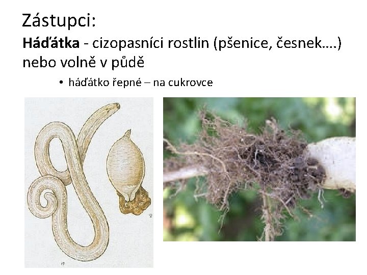 Zástupci: Háďátka - cizopasníci rostlin (pšenice, česnek…. ) nebo volně v půdě • háďátko Zástupci: Háďátka - cizopasníci rostlin (pšenice, česnek…. ) nebo volně v půdě • háďátko
