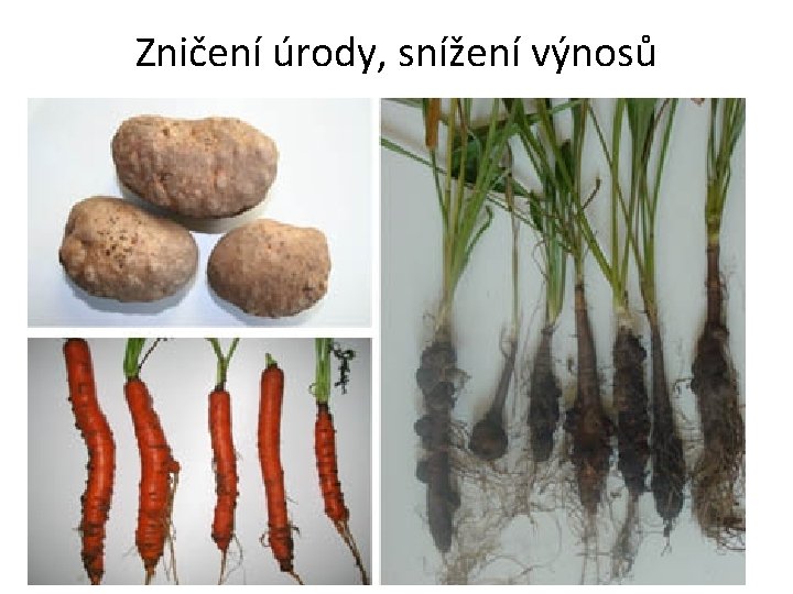 Zničení úrody, snížení výnosů Zničení úrody, snížení výnosů