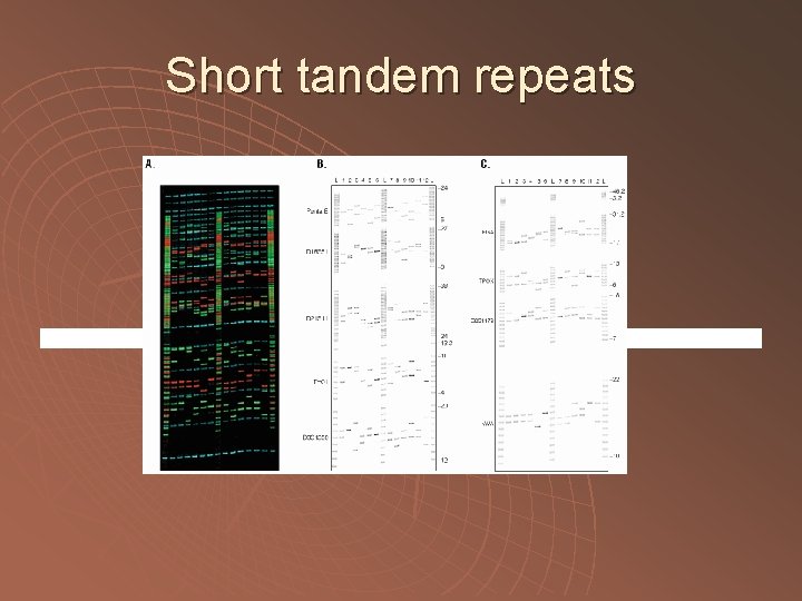 Short tandem repeats 